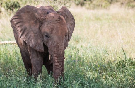 4-Day-Southern-Circuit-Luxury-Safari-Itinerary-Unveiling-Tanzania-Untamed-Wilderness