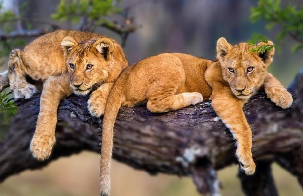 5-Day-Luxury-Safari-in-Tanzania-Southern-Circuit-Unwind-in-Nature-Luxury