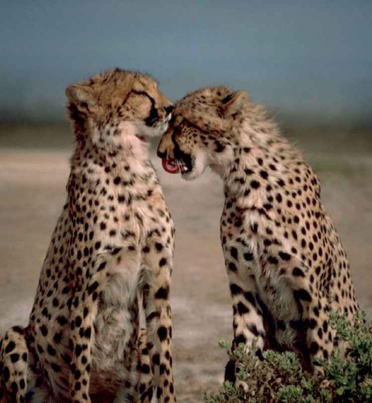 3-Day Wilderness Midrange Group Safari