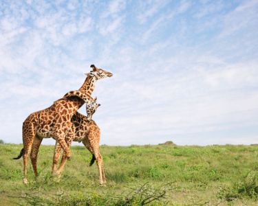 6-Day-Luxury-Safari-in-Tanzania-Southern-Circuit-Unwind-in-Nature-Luxury