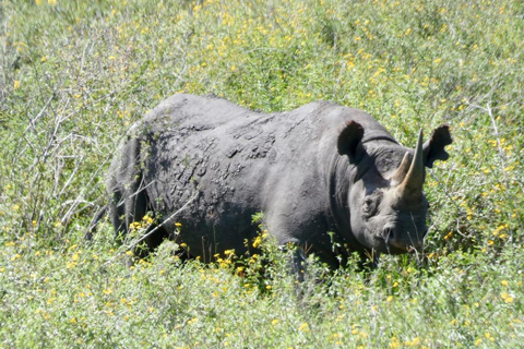 Ngorongoro Crater Day Tour