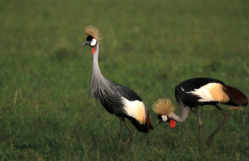 wildlife-safari-amboseli-and-tsavo