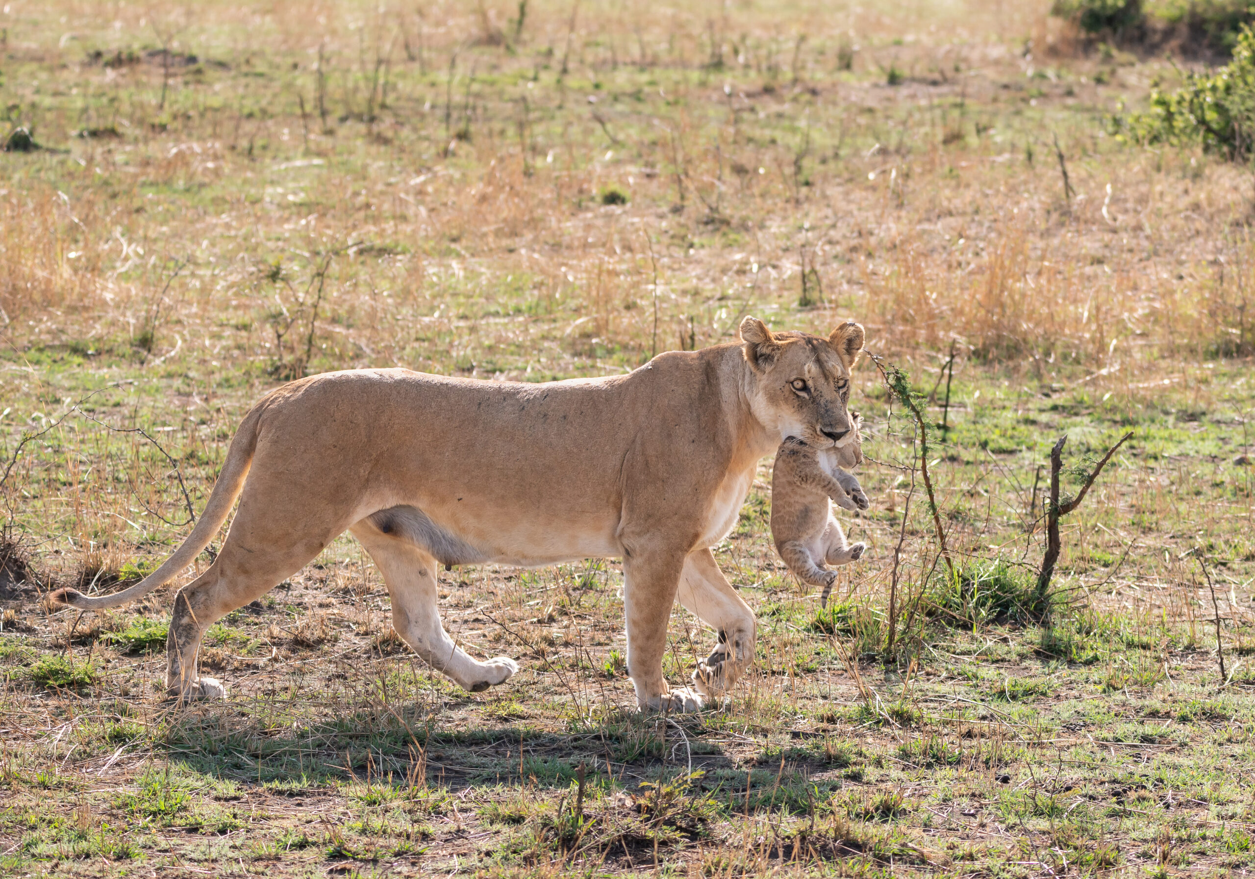 7days-Luxury-Family-Safari