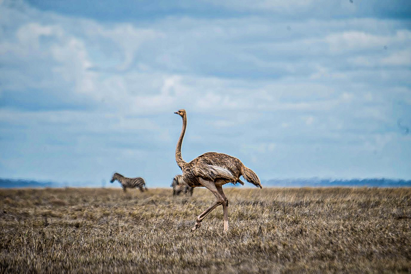 10Days-Tanzania-Specialist-Safari