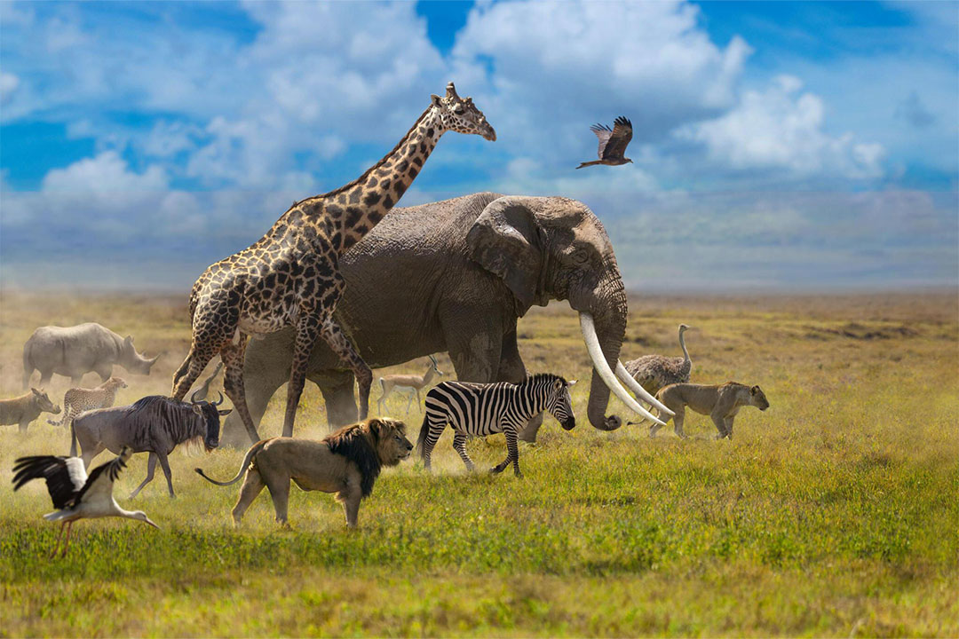 Tanzania Classic