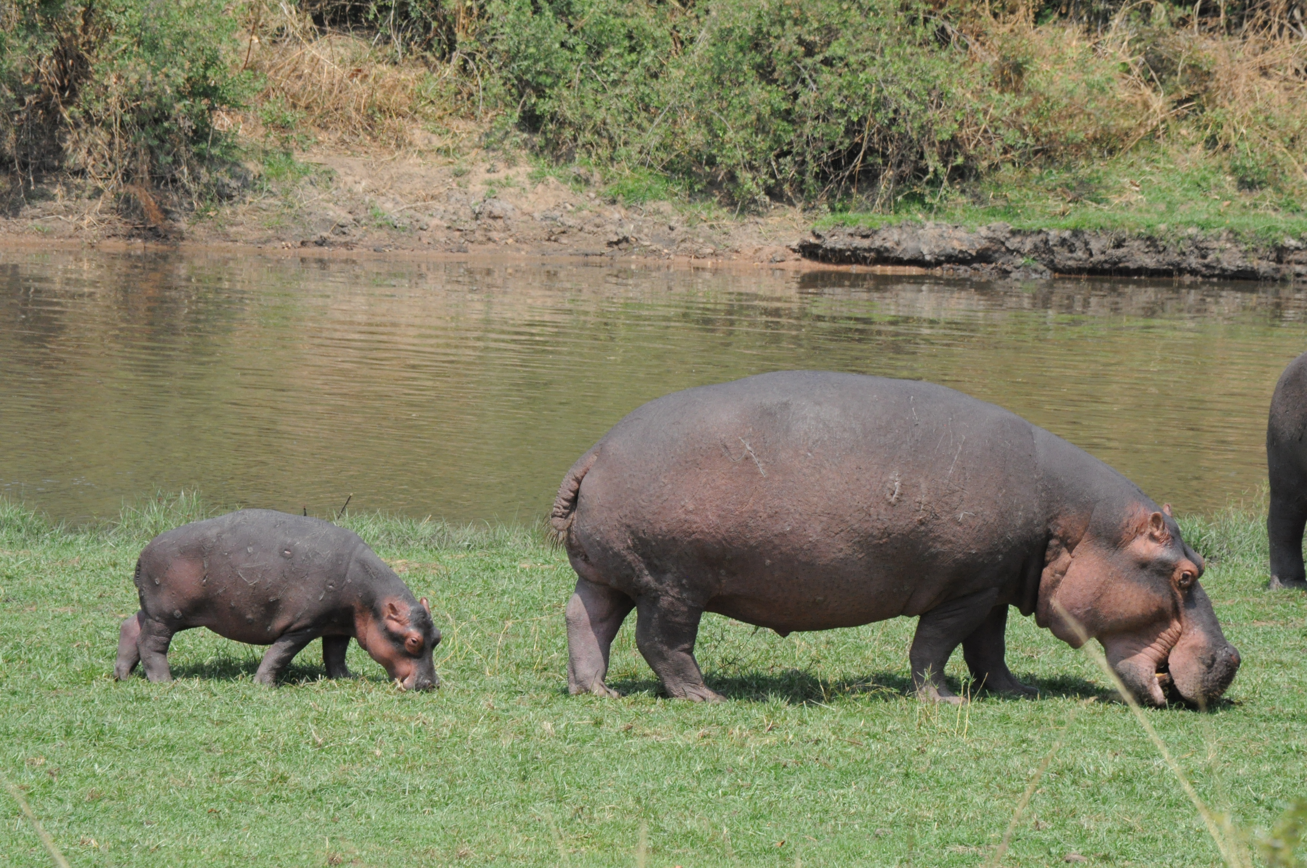 bucket-list-tanzania-safaris-kilimanjaro